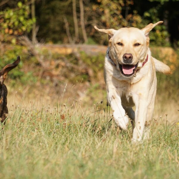 Vorsicht für alle Hundebesitzer in Mörz und Umgebung