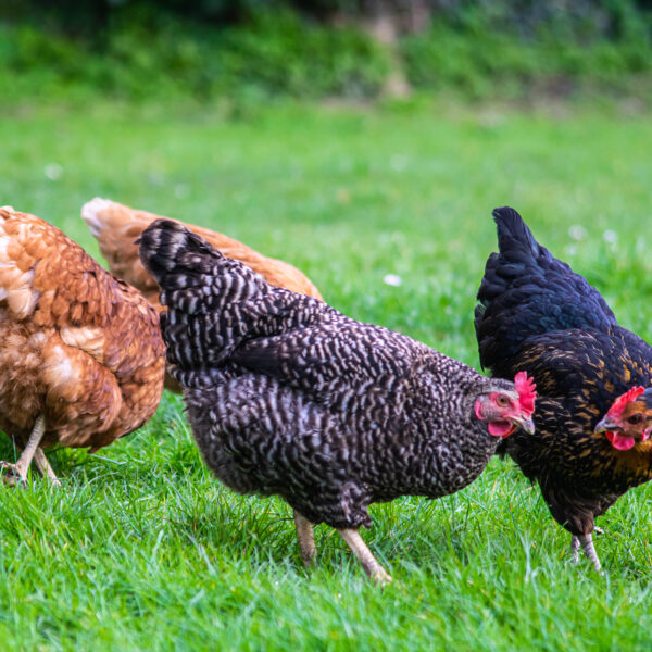 Wichtige Informationen zur Vogelgrippe in unserem Amtsgebiet