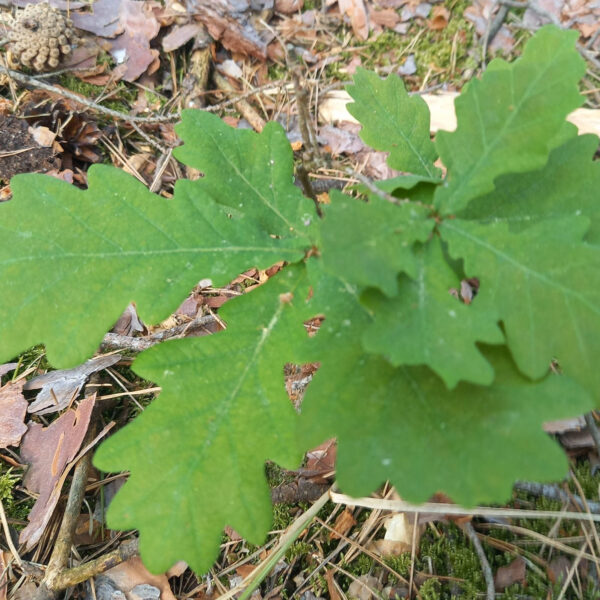 Pflanzaktion am Kugelfangweg – 250 junge Laubbäume für den Stadtwald