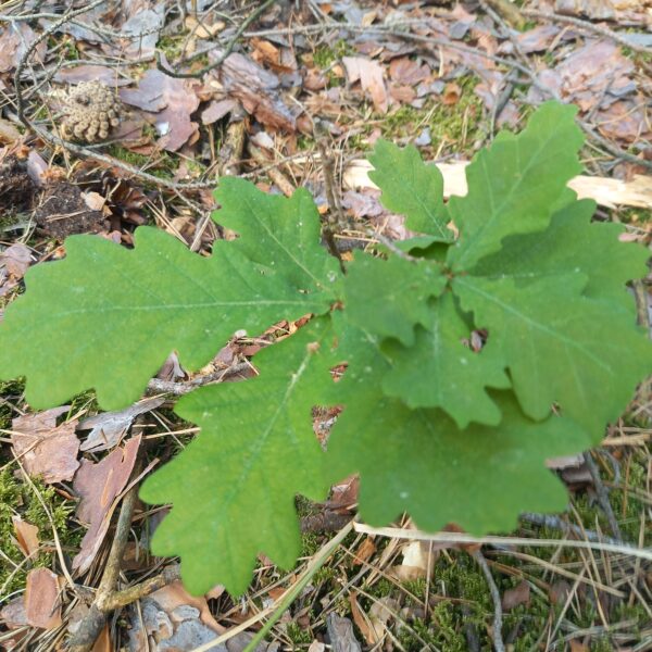 Pflanzaktion am Kugelfangweg – 250 junge Laubbäume für den Stadtwald
