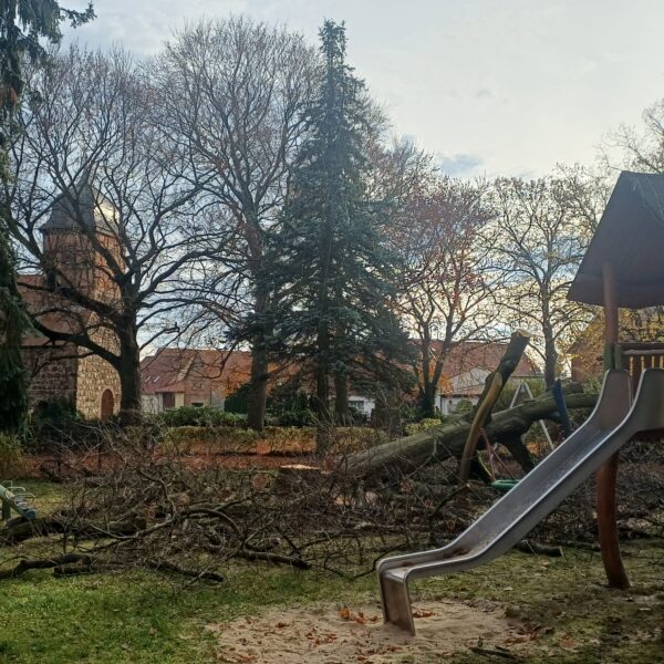 Baumfällung am Spielplatz in Grabow – Sicherheit geht vor