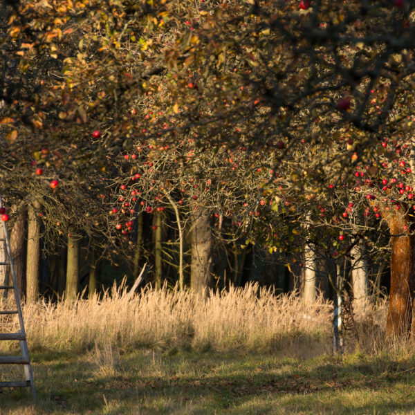 Seminar: Erziehungs- und Pflegeschnitt von Jung- und Altobstbäumen im Naturpark Hoher Fläming