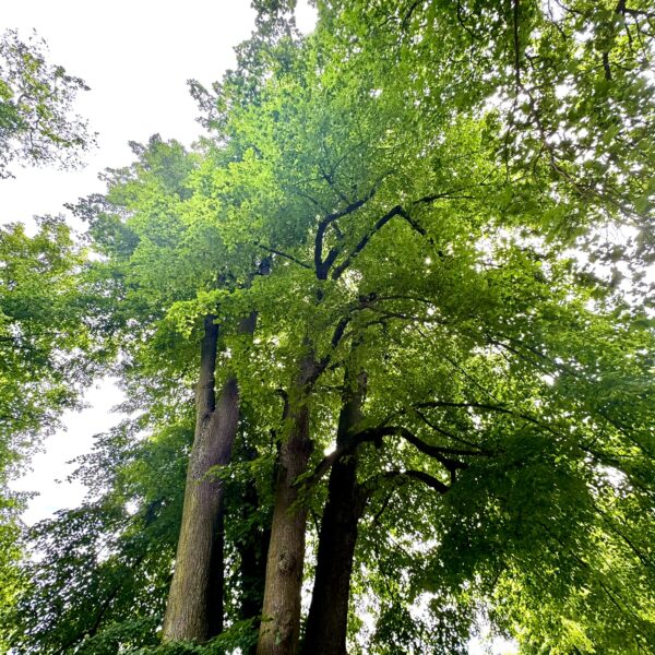 Erfolgreiche Baumpflege: Naturdenkmale gesichert