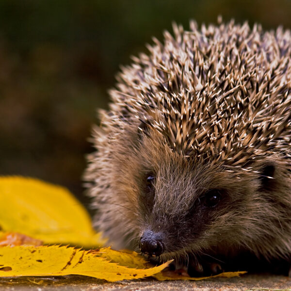 Igel – Sonderausstellung öffnet am 16. Oktober2026 im Naturparkzentrum Hoher Fläming