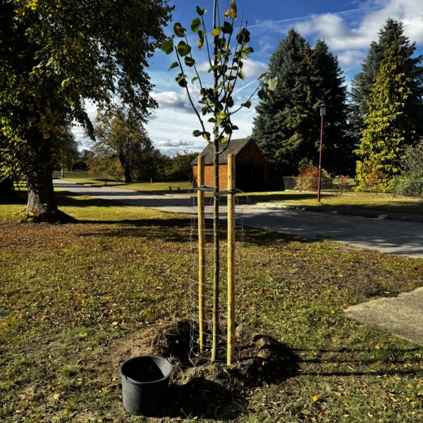 Zwei neue Linden gepflanzt
